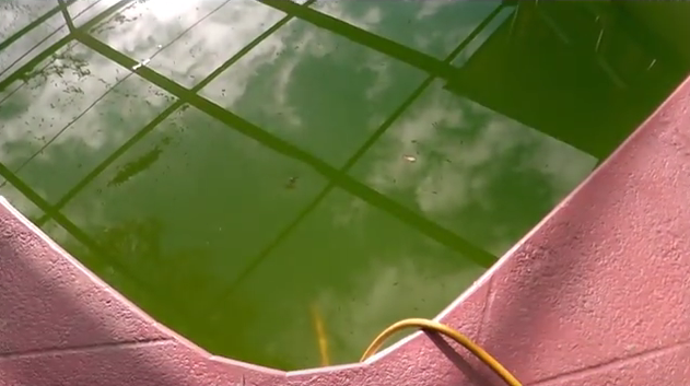 algae-filled-pool